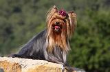 YORKSHIRE TERRIER 524